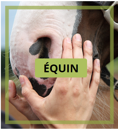 Equin